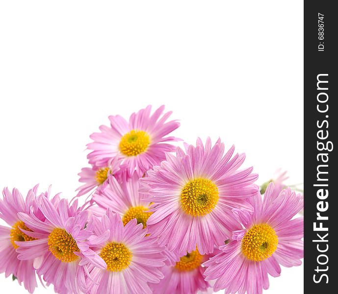 Bouquet of colorful pink chrysanthemum