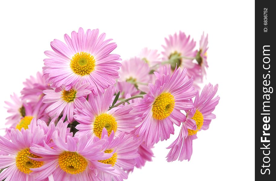 Bouquet of colorful pink chrysanthemum