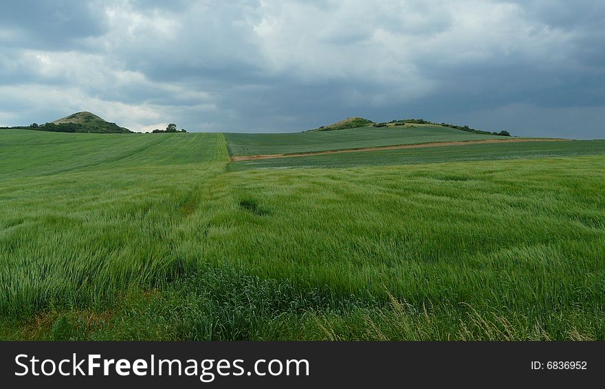 Wavy landscape with agicultural fields. Wavy landscape with agicultural fields