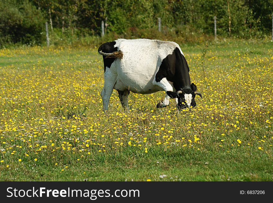 Cow grazes on green meadow