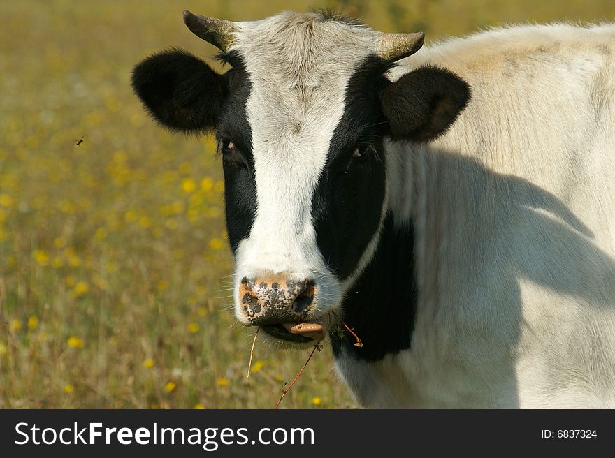 Cow grazes on green meadow