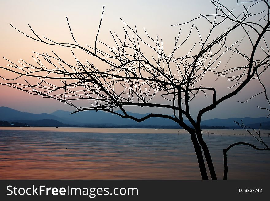 Sunset at the lake with a tree in the front