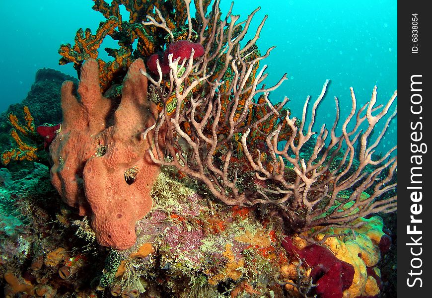 This beautiful coral was taken in Pompano Beach, Florida. This beautiful coral was taken in Pompano Beach, Florida.