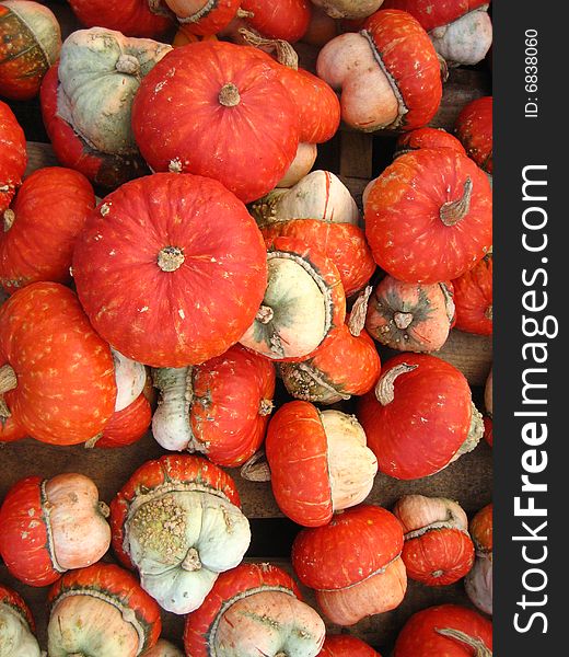 Fall harvest of red achorn gourds.