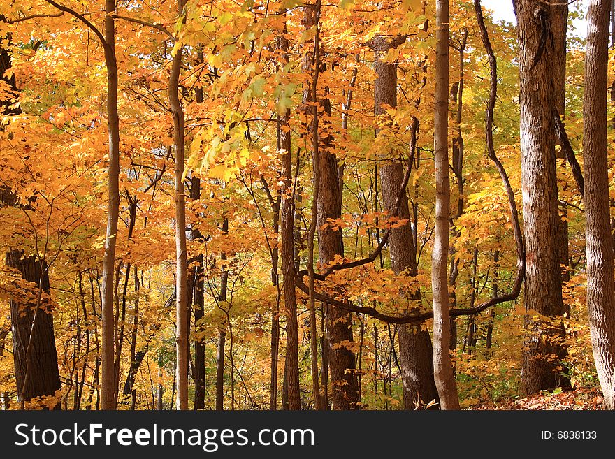 Autumn colors in the forest