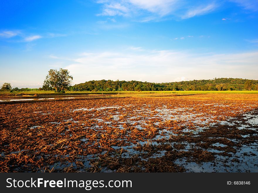 Range of a field in Thailand , it have bule sky and sunlight. Range of a field in Thailand , it have bule sky and sunlight