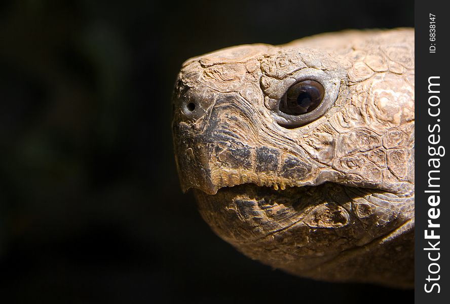 Turtle Face
