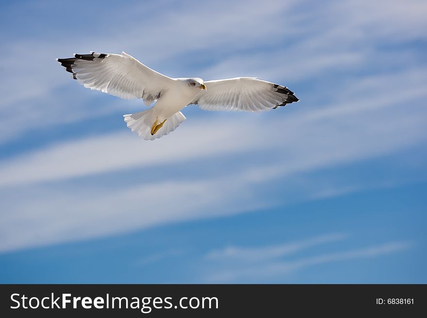 Flying seagull on the blue sky background
