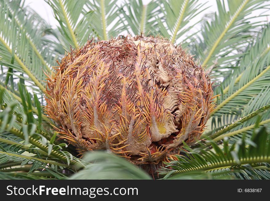 The heart of a Cycas palm resembling a hairy scalp