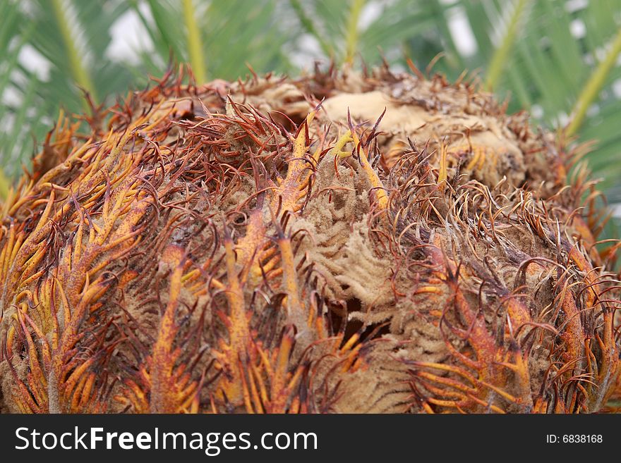 Cycas Palm