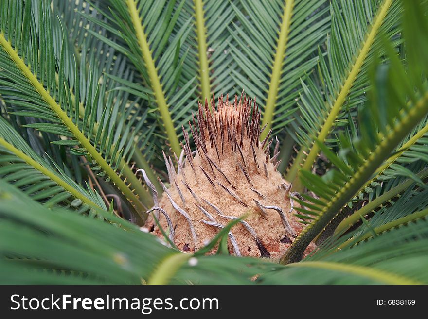 The heart of a Cycas palm resembling a hairy scalp