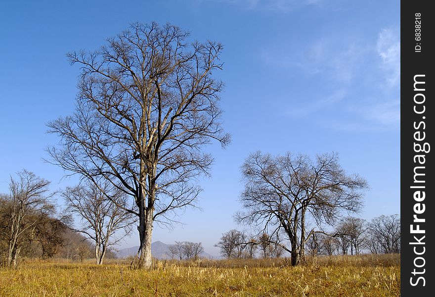 Lonely Old Elm In The Autumn