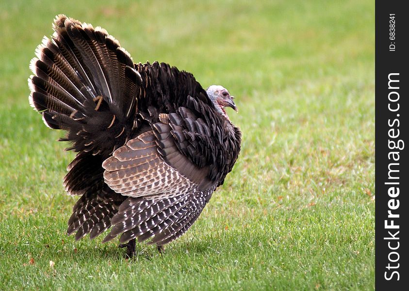 Young Tom Turkey Fanning Tail