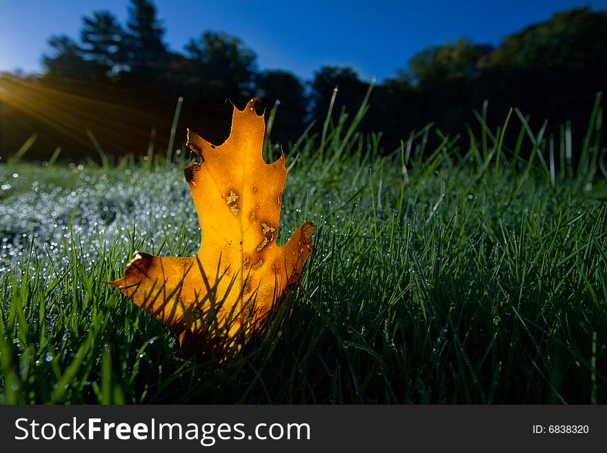 Autumn leaf stands tall, backlit by sun.