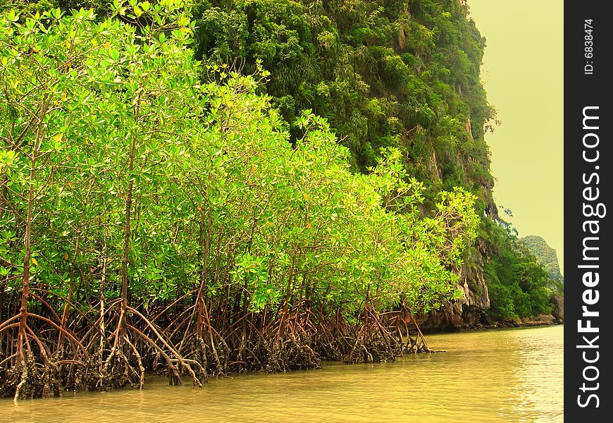 Mangrove rainforest trees require a different kind of support system. Mangroves grow in wet, muddy soil at the water's edge which can be subject to tides and flooding. As a means of support they develop several aerial pitchfork-like extensions from the trunk which grow downwards and anchor themselves in the soil trapping sediment which helps to stabilize the tree. Mangrove rainforest trees require a different kind of support system. Mangroves grow in wet, muddy soil at the water's edge which can be subject to tides and flooding. As a means of support they develop several aerial pitchfork-like extensions from the trunk which grow downwards and anchor themselves in the soil trapping sediment which helps to stabilize the tree.