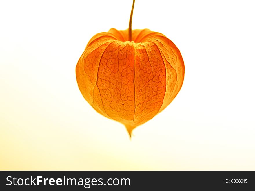 Physalis on light yellow background