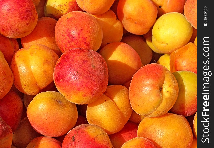 Many fresh fruits of an apricot. Many fresh fruits of an apricot