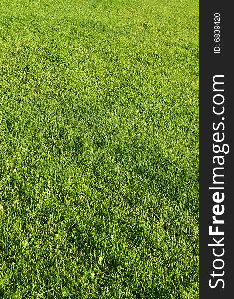 Field with cut green grass. Field with cut green grass