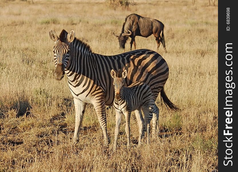 Burchell's Zebra mare with her fowl during drought in the Kruger Park, South Africa. Burchell's Zebra mare with her fowl during drought in the Kruger Park, South Africa.