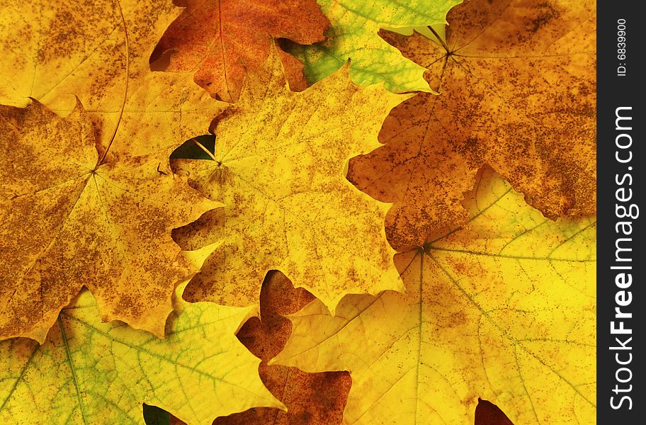 Colorful autumnal background with maple leaves. Colorful autumnal background with maple leaves