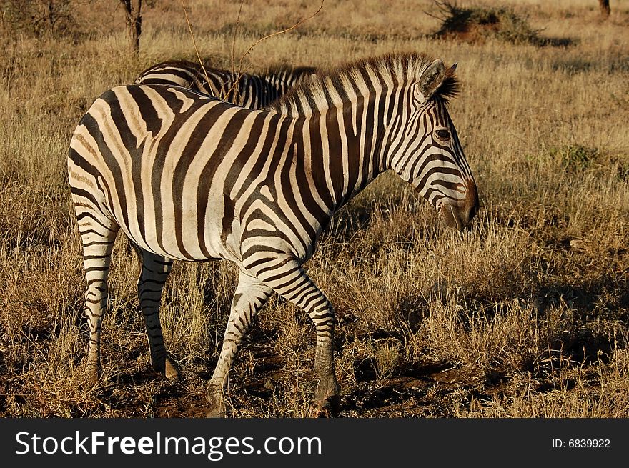 A Burchells Zebra (Equus quagga burchelli) in the Kruger Park, South Africa