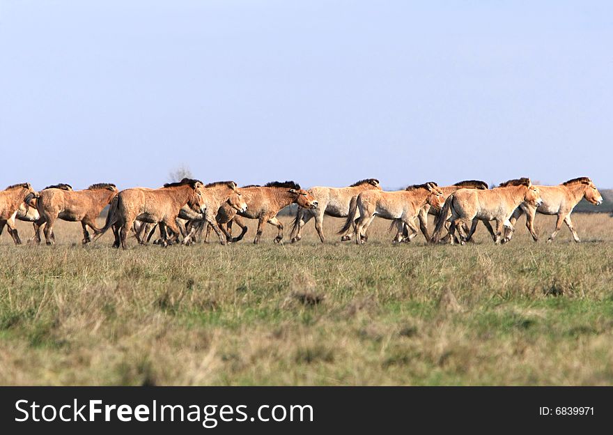 Wild horse-tarpan at Ascania-Nova park. Ukraine