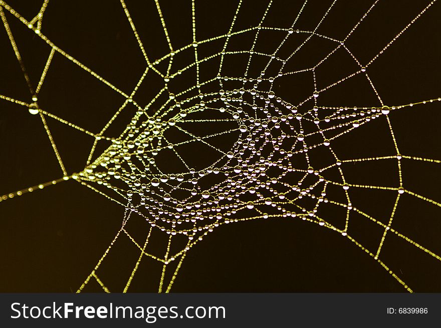 A spider web with dew drops that show like pearls. A spider web with dew drops that show like pearls