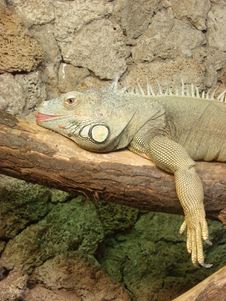 Varanus Stock Images Varanus Stock Images