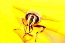 Wasp On Yellow Flat Stock Photo