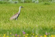 Bird In Field And Flowers Stock Photo Bird In Field And Flowers Stock Photo