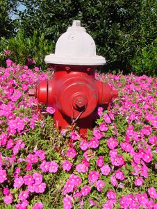 Fire Hydrant And Flowers Stock Photography
