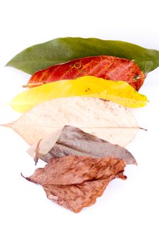 Autumn Leaves On White Stock Photos Autumn Leaves On White Stock Photos