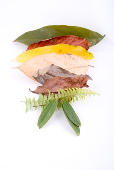 Autumn Leaves On White Stock Photo Autumn Leaves On White Stock Photo