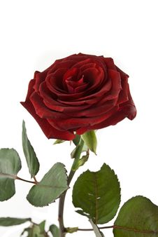 Single Red Rose Royalty Free Stock Images