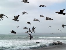 Seagulls Group Taking Off Royalty Free Stock Photo