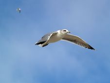 Seagull Flying Stock Photography