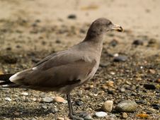 Seagull On Beach Royalty Free Stock Photos Seagull On Beach Royalty Free Stock Photos