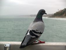 Pigeon On Handrail Royalty Free Stock Photos