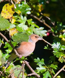 Chaffinch Stock Images