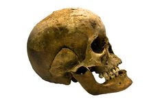 Human Skull Stock Photo Human Skull Stock Photo