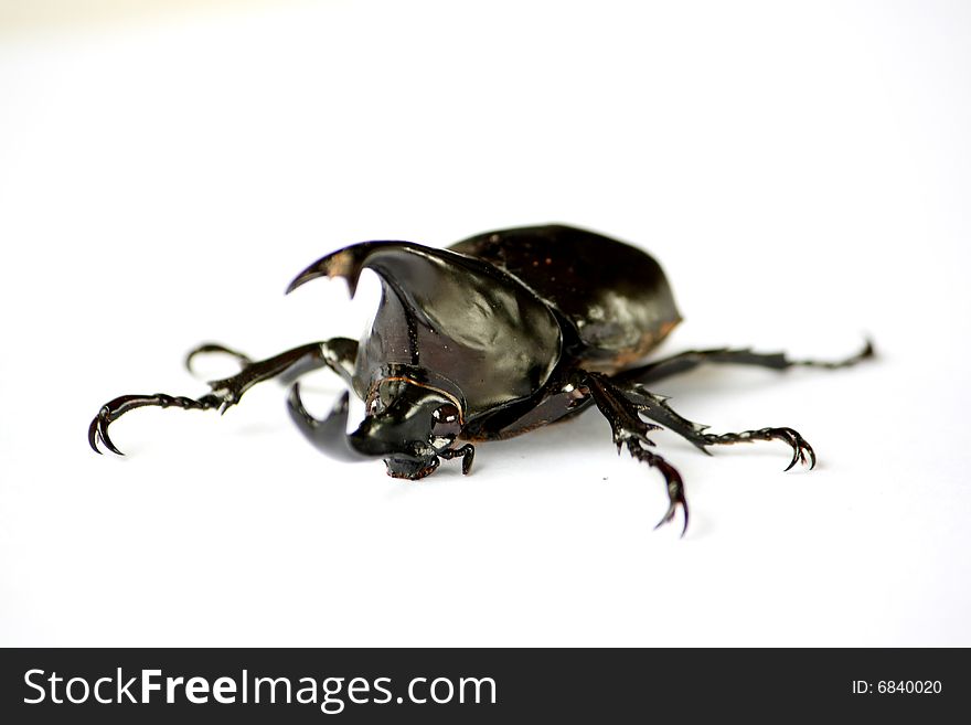 Beetle is a bug, eat banana, leaf. It's has black body, and 2 horn used for battle. Beetle is a bug, eat banana, leaf. It's has black body, and 2 horn used for battle...