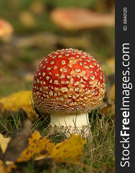 Autumn scene: close-up of a toadstool in the grass. Autumn scene: close-up of a toadstool in the grass