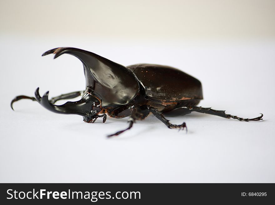 Beetle is a bug, eat banana, leaf. It's has black body, and 2 horn used for battle. Beetle is a bug, eat banana, leaf. It's has black body, and 2 horn used for battle...