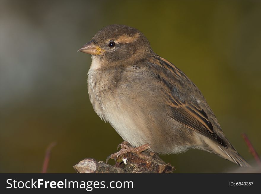 A sparrow bird close up