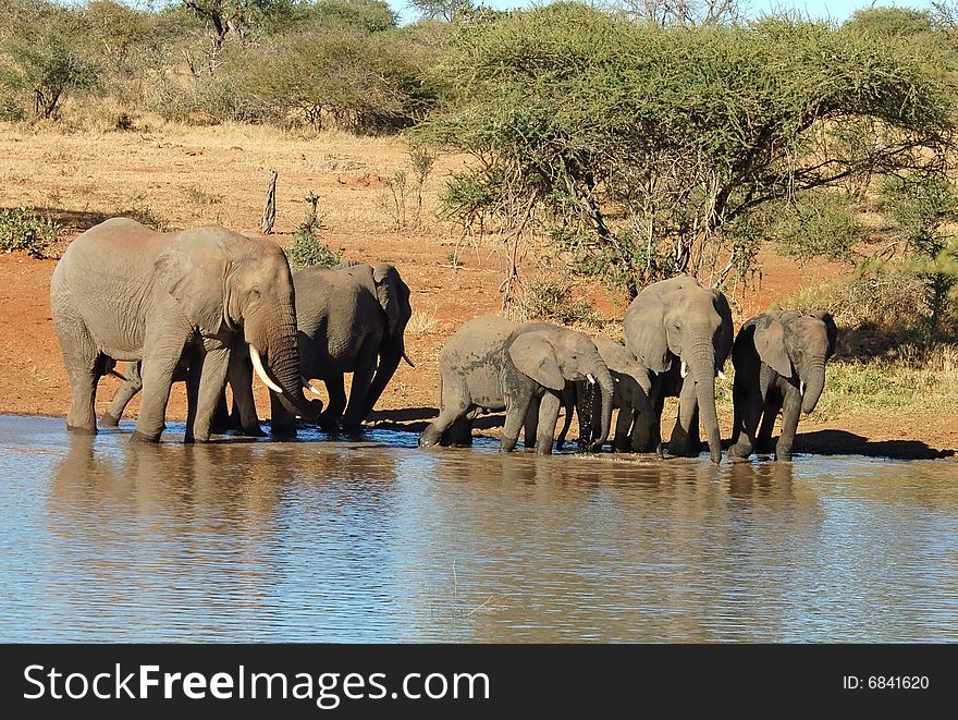 An African Elephant family drinking at a water hole in the Kruger Park, South Africa. An African Elephant family drinking at a water hole in the Kruger Park, South Africa