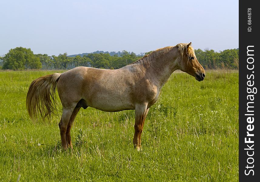 Horse on a meadow