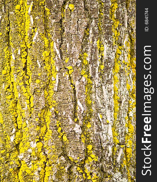 Section of tree bark of aged appearance with yellow coloring. Section of tree bark of aged appearance with yellow coloring.