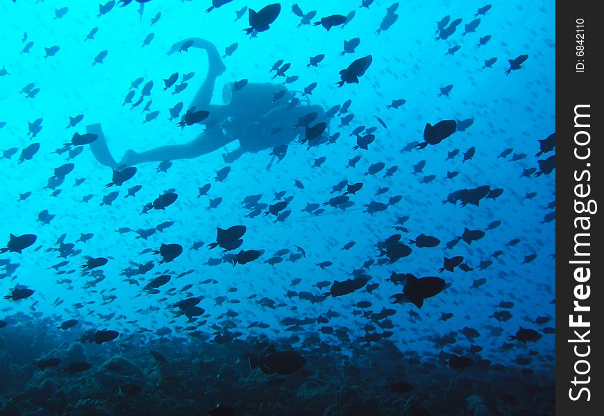 Diver and fishes, Indian ocean