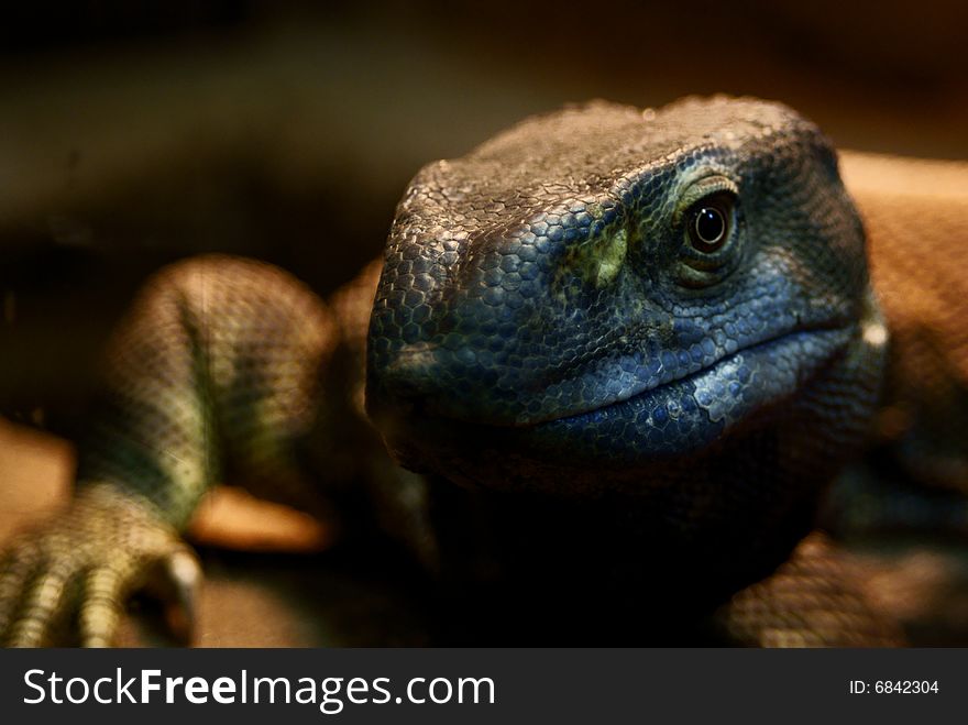 Shot of a head of a lizard. Shot of a head of a lizard