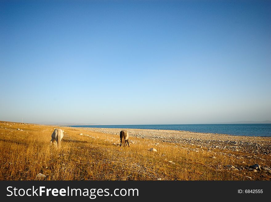 Two horse at Qinghai lakeside